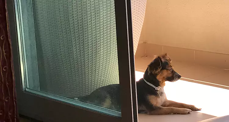 French Door Pet Screen Repair in Lakeside, FL